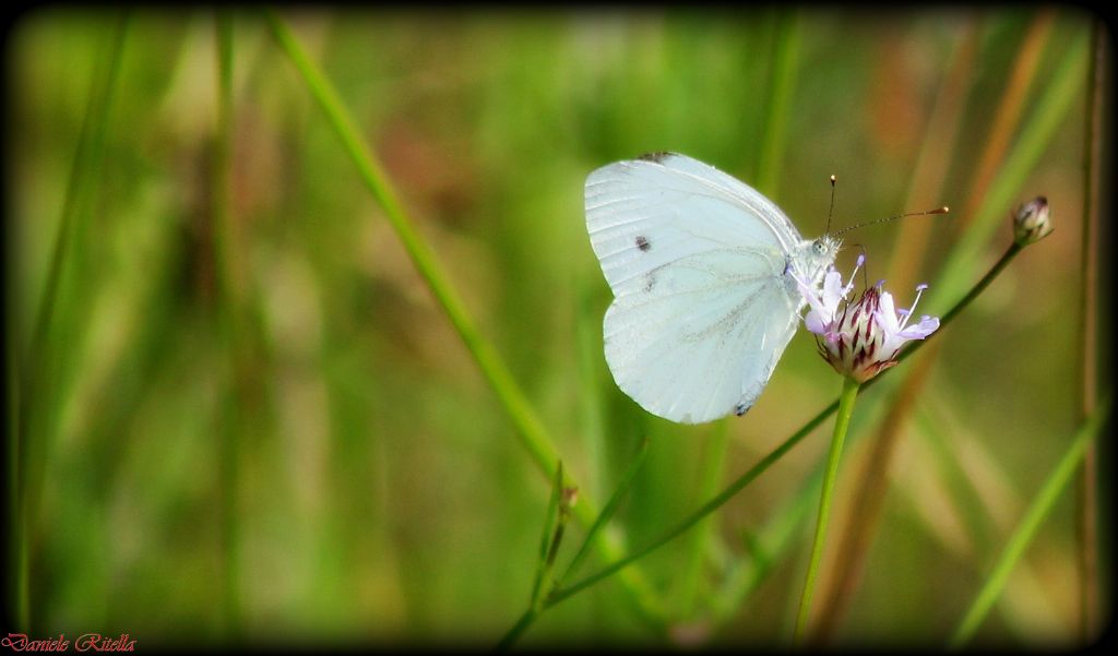Da identif.!!! - Pieris napi